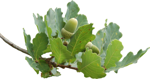 acorns-leaf-2