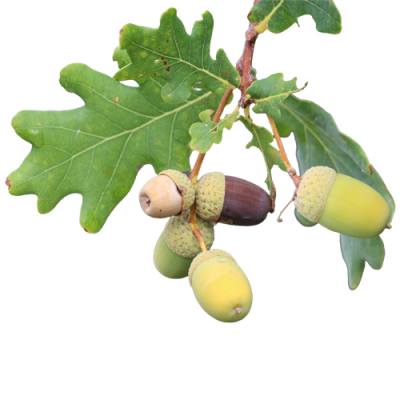 acorns-leaf