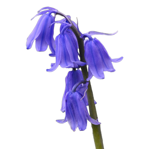 flower-bluebell