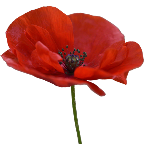 flower-poppy